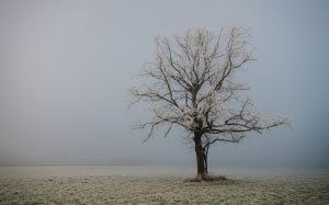 холод, туман, утро, одинокое дерево, Каринтия, осень, зима, иней, изморозь, мороз