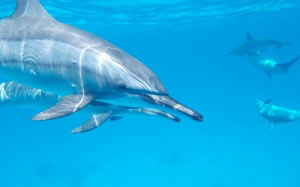 дельфин, океан, море, вода, природа, водные, подводный мир