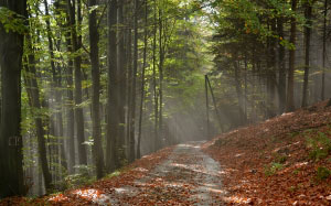 путь, деревья, дорога, лес, осень, листва