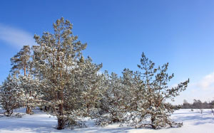 деревья, небо, пейзаж, природа, снег, сосны, зима