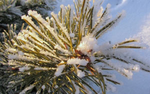 branch, winter, frost, nature, snow, sun, pine