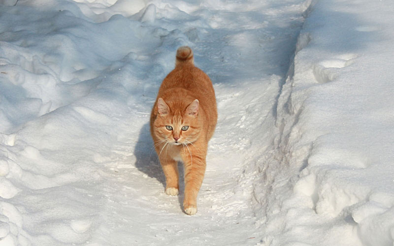 зима, кот, кошка, питомцы, снег, февраль, природа, животные
