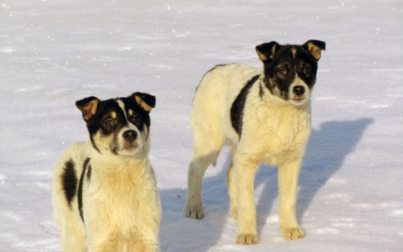 зима, снег, собаки, щенки, животные