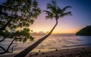 beach, palm, trees, ocean, sea, evening, sunset, paradise, tropical, sand, water, waves, splashing, breakwater, coconuts, peaceful, vacation, holiday, exotic, coast, shore, 