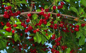 cherry, trees, June, summer, nature, garden, fruits, berries