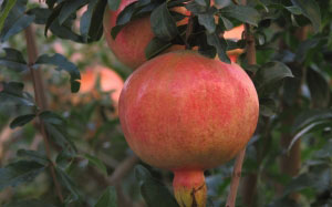 pomegranate, autumn, plants, garden, September, flora, fruit