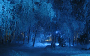 winter, night, blue, shade, trees, snow covered, cold, snowy, tree, covered, lamp
