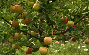 август, дерево, деревья, лето, природа, сад, флора, фрукты, цветы, яблоки, яблоня