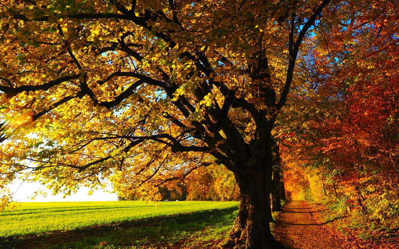 деревья, солнце, поле, закат, осень, листья, солнечный, красочный, осеньняя листва, липа, дорога, лес, природа, луг