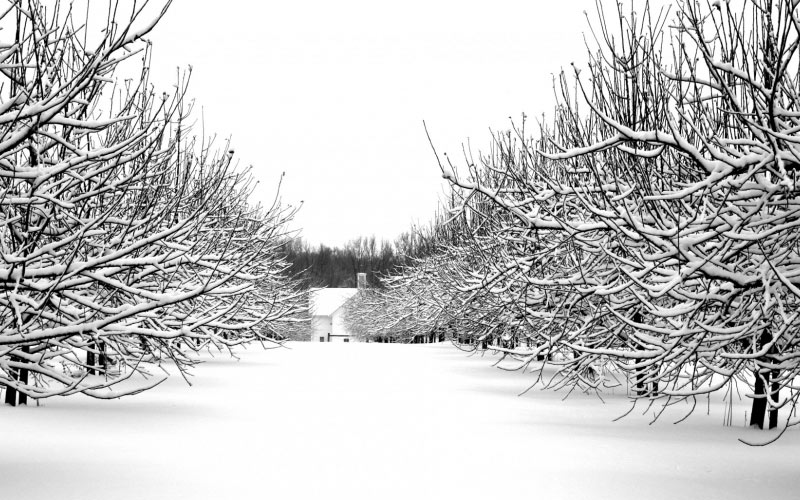 christmas, cold, farm, forest, frost, holidays, season, snow, winter, woods