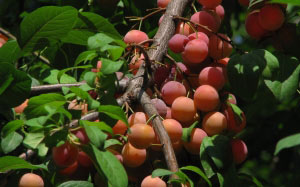 plum trees, food, cooking, summer, nature, plants, Tashkent, Uzbekistan, flora, fruit, berries