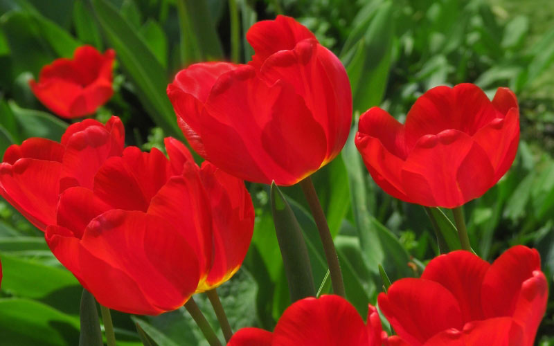 April, spring, beauty, nature, plants, garden, Tashkent, tulips, Uzbekistan, flora, flowers