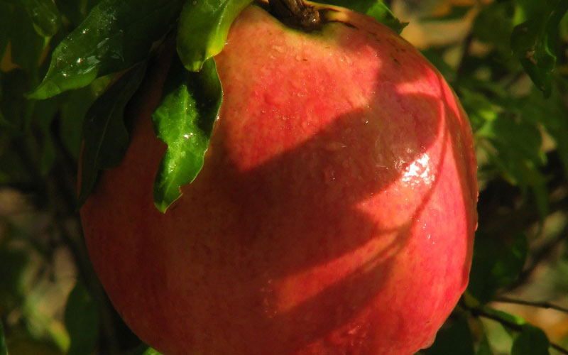 pomegranate, nature gifts, giving, food, bushes, close-up, autumn, fruits, plants, flora