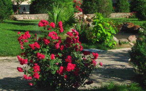 city, summer, nature, plants, roses, country, Tashkent, Uzbekistan, flora, flowers