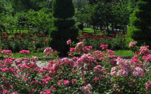 spring, city, may, nature, plants, country, Tashkent, Uzbekistan, flora, flowers