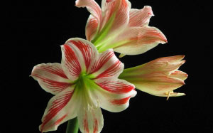 amaryllis, spring, hippeastrum, beauty, may, nature, plants, flora, flowers