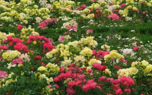 spring, shrubs, May, park, nature, plants, roses, flora, flowers