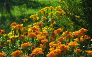 marigold, summer, nature, plants, gardens, tagetes, flora, flowers