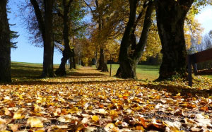 осень, листья, деревья, листва, парк, природа