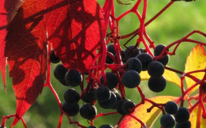 autumn, nature, plants, flora, grapes, berries