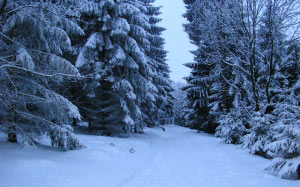 зима, снег, лес, деревья