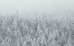 снег, лес, деревья, зима, туман, хвойные, вечнозеленые, пихта, пейзаж