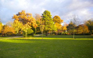 осень, природа, парк, трава, деревья, опавшая листва, Англия