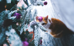 new year, christmas, holidays, xmas, christmas tree, cat
