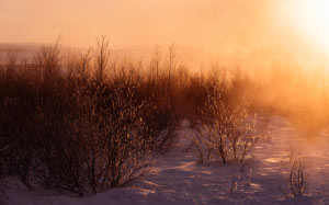 frosty, snow, winter, nature, cold, season, landscape, bushes, December