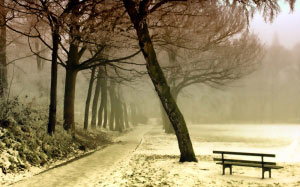 winter, landscape, snow, nature, frost, season, trees, december, park, fog