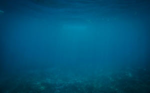 подводный мир, под водой, море, океан, вода