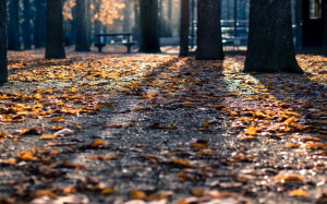 осень, природа, парк, листва, скамейки