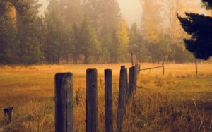 осень, природа, поле, луг, лес, деревья, трава, ограда