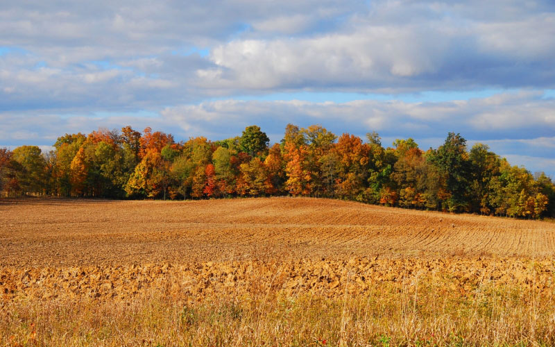 autumn, nature, landscape, field, forest, trees, sky, clouds