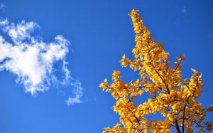 осень, природа, небо, ветка, листья, жёлтые листья, голубое небо