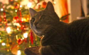 New year, Christmas, Xmas, holidays, food, cat, pet, tree