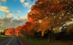 осень, улица, дорога, деревья