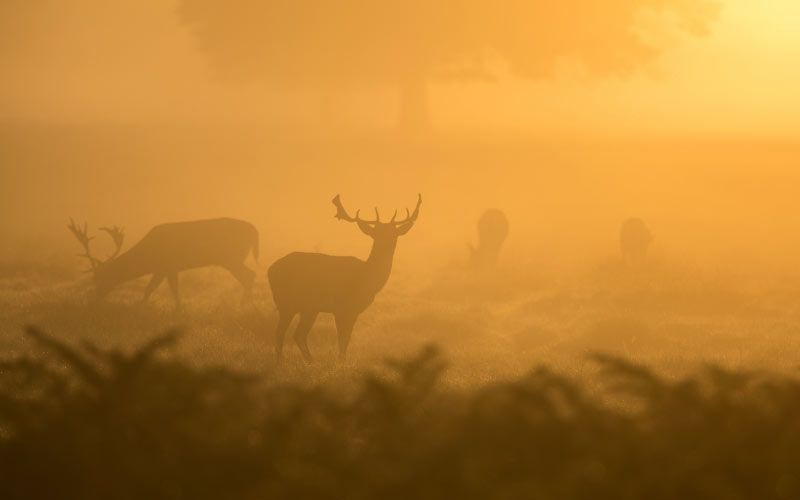 nature, animals, deer, morning, sunrise