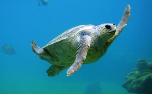 черепаха, животное, природа, по водой, подводный мир, море, океан