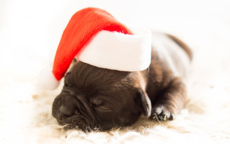 собака, щенок, праздник, рождество, новый год, бульдог