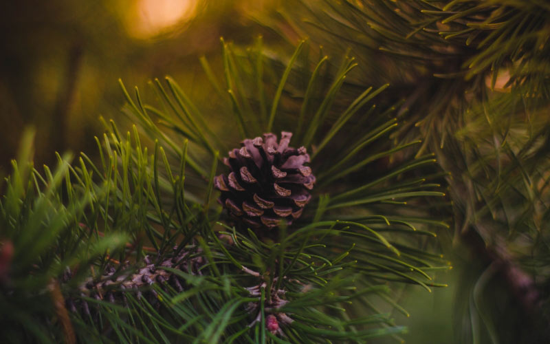 fir cone, pinecone, acorn, christmas tree, christmas, xmas, new year, holiday