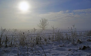 зима, природа, снег, мороз, туман, поле, дерево, трава