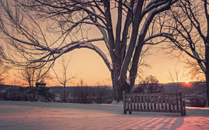 snow, dawn, sunset, winter, sunrise, twilight, branches, tree, dusk, bench