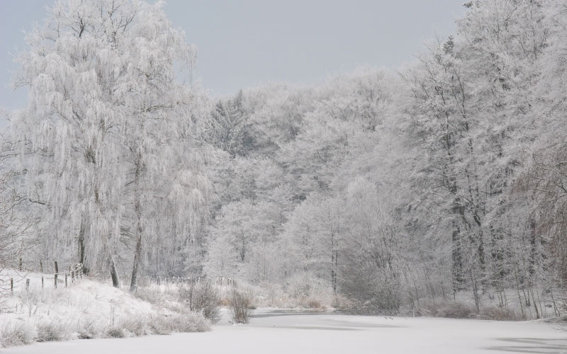 снег, зима, холод, зимний, деревья, декабрь, сумерки, пейзаж