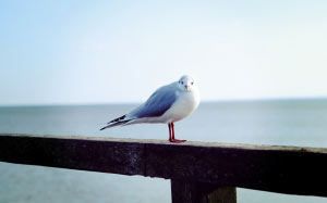 bird, beach, seagulls, animals, nature