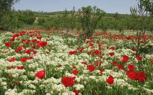 spring, flowers, herbs, poppies, trees, plantation