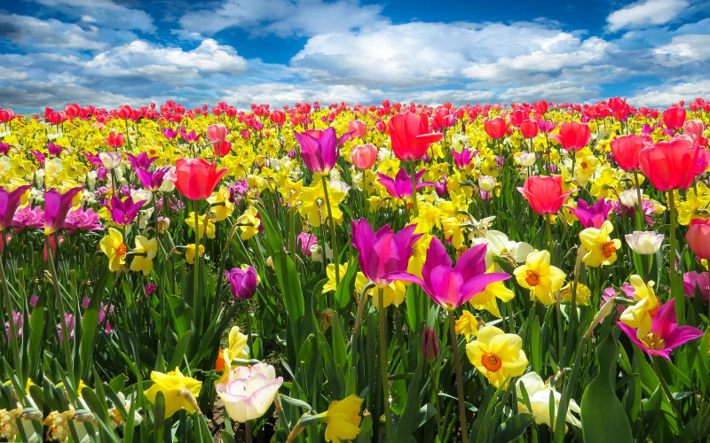 весна, цветы, цветение, тюльпаны, нарциссы, цветок, природа