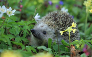 hedgehog, spring, animal, nature