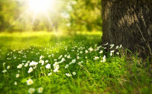spring, tree, flowers, meadow, wood, forest, sun, summer, picnic, light, rays