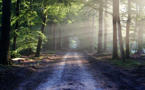 light, road, landscape, nature, sun, forest, trees, path, way, rays, pathway